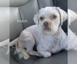 Shih Tzu Dogs for adoption in San Antonio, TX, USA