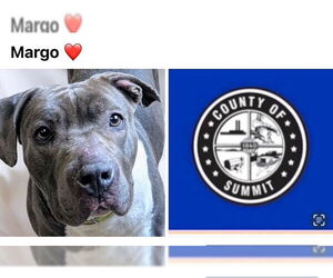 American Pit Bull Terrier Dogs for adoption in Akron, OH, USA