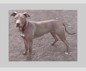 American Staffordshire Terrier Dogs for adoption in Grapevine, TX, USA