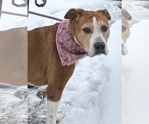 Mutt Dogs for adoption in Clarkston, MI, USA