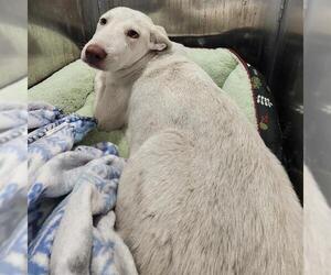 Labrador Retriever-Unknown Mix Dogs for adoption in San Antonio, TX, USA