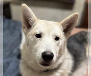 Huskies -Unknown Mix Dogs for adoption in San Ramon, CA, USA