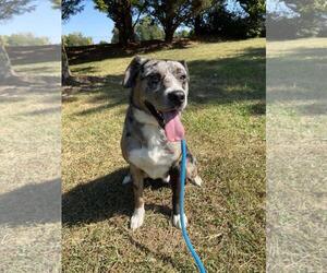Australian Shepherd-Unknown Mix Dogs for adoption in Front Royal, VA, USA