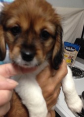 Cavalier King Charles Spaniel-Dachshund Mix Dogs for adoption in Plant City, FL, USA