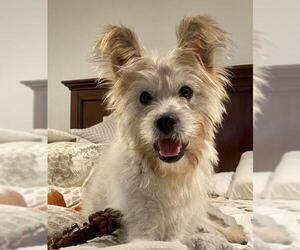 Tibetan Terrier Dogs for adoption in San Luis Rey, CA, USA