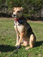 Mutt Dogs for adoption in Durham, NC, USA
