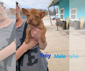 Chinese Shar-Pei-Unknown Mix Dogs for adoption in Evansville, IN, USA