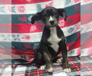American Staffordshire Terrier-Unknown Mix Dogs for adoption in Wetumpka, AL, USA