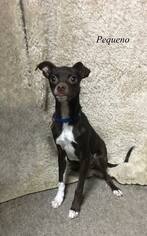 Rat Terrier Dogs for adoption in Chester, IL, USA