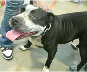 American Pit Bull Terrier Dogs for adoption in Pampa, TX, USA