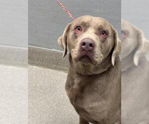 Labrador Retriever-Unknown Mix Dogs for adoption in Las Vegas, NV, USA