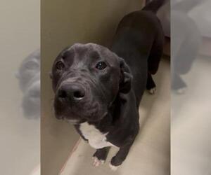 Labrador Retriever-Unknown Mix Dogs for adoption in Bakersfield, CA, USA