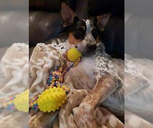 Australian Cattle Dog Dogs for adoption in Los Banos, CA, USA