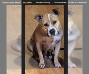 American Staffordshire Terrier-Boxer Mix Dogs for adoption in Benton, PA, USA