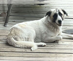 Anatolian Shepherd-Great Pyrenees Mix Dogs for adoption in Corning, AR, USA