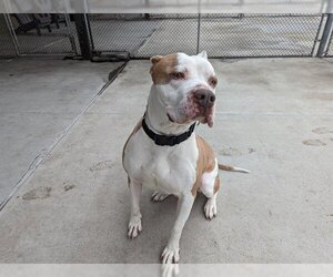 American Pit Bull Terrier Dogs for adoption in Denver, CO, USA