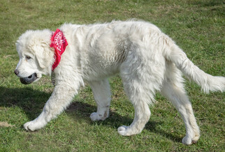 Great Pyrenees Dogs for adoption in Bow, WA, USA
