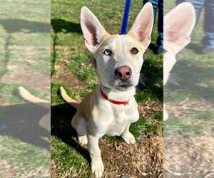 Carolina Dog-Huskies Mix Dogs for adoption in Lawrenceville, NJ, USA