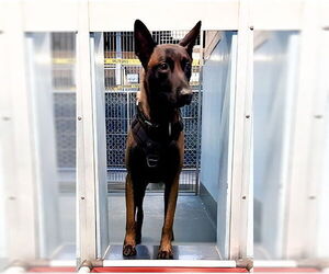 Mutt Dogs for adoption in Pasadena, CA, USA