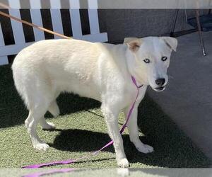 Huskies -Unknown Mix Dogs for adoption in Modesto, CA, USA