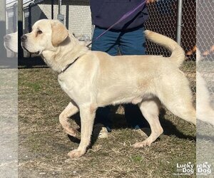 Labrenees Dogs for adoption in Washington, DC, USA