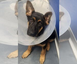 German Shepherd Dog-Unknown Mix Dogs for adoption in Oakland Park, FL, USA