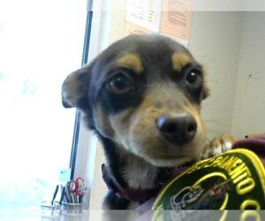 Chihuahua Dogs for adoption in Sacramento, CA, USA