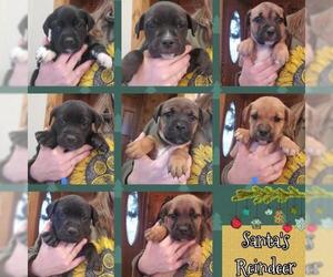 Boxador Dogs for adoption in Boonville, MO, USA