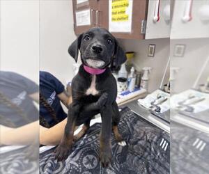 German Shepherd Dog-Unknown Mix Dogs for adoption in Norco, CA, USA