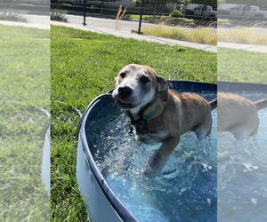 German Shepherd Dog-Unknown Mix Dogs for adoption in Elk Grove, CA, USA