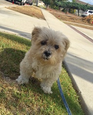 Lhasa Apso-Unknown Mix Dogs for adoption in Fullerton, CA, USA