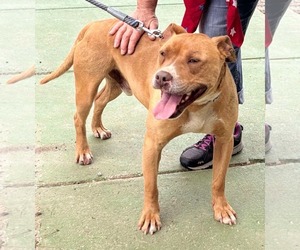 American Pit Bull Terrier-Unknown Mix Dogs for adoption in Rustburg, VA, USA