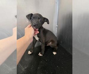 Labrador Retriever-Unknown Mix Dogs for adoption in Conroe, TX, USA