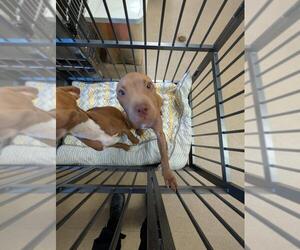American Pit Bull Terrier-Unknown Mix Dogs for adoption in Upland, CA, USA