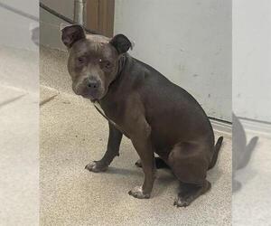 American Staffordshire Terrier-Unknown Mix Dogs for adoption in Tallahassee, FL, USA