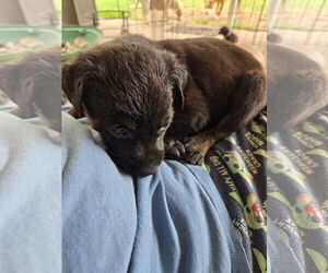 Plott Hound-Unknown Mix Dogs for adoption in New Orleans, LA, USA