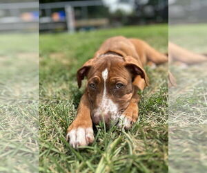 Mutt Dogs for adoption in Doylestown, PA, USA