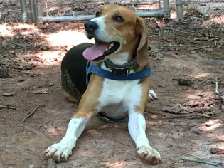 Small Treeing Walker Coonhound