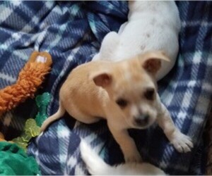 Chihuahua-Toy Fox Terrier Mix Dogs for adoption in Durham, NC, USA