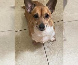 Pembroke Welsh Corgi Dogs for adoption in Spring, TX, USA