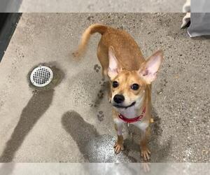 Chihuahua-Unknown Mix Dogs for adoption in Redwood City, CA, USA