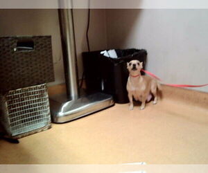 Chihuahua-Unknown Mix Dogs for adoption in Martinez, CA, USA