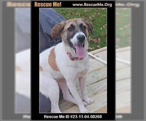 Shollie Dogs for adoption in Benton, PA, USA