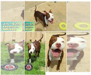 American Pit Bull Terrier-Unknown Mix Dogs for adoption in Georgetown, KY, USA