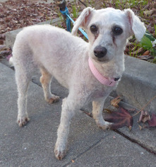 Mutt Dogs for adoption in Seattle, WA, USA