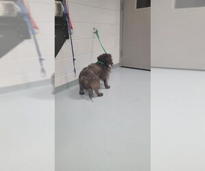 Mutt Dogs for adoption in St. Cloud, FL, USA