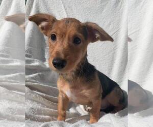 Doxie-Pin Dogs for adoption in Los Banos, CA, USA