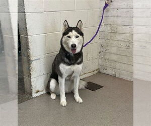 Siberian Husky Dogs for adoption in San Bernardino, CA, USA