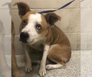 Border Collie-Unknown Mix Dogs for adoption in Conroe, TX, USA