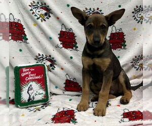 Mutt Dogs for adoption in Wetumpka, AL, USA